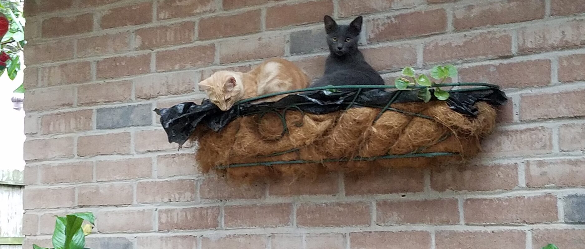 No Kitten Left Behind