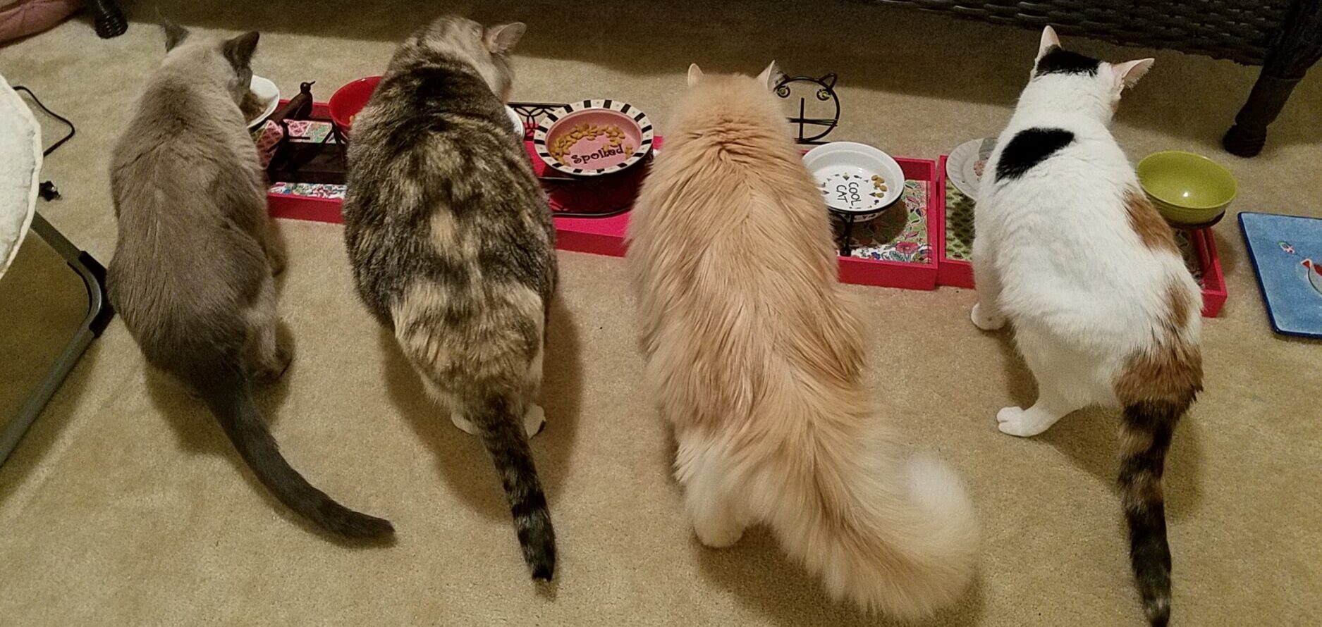 Saving Felines One Tail at a Time